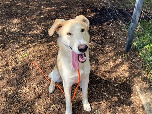 Photo of Jasper, adoptable Labrador Retriever in Orange, California