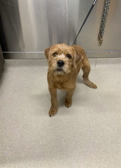 Photo of Ramen, adoptable Labrador Retriever in Fairbanks, Alaska