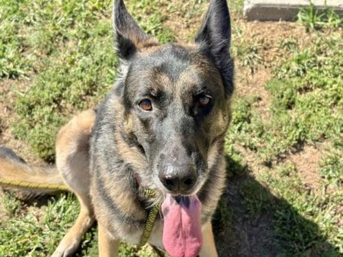 Photo of Mercedes, adoptable German Shepherd Dog in Tulsa, Oklahoma