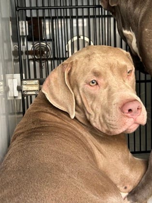 Photo of Little Sparks, adoptable dog in Atlanta, Georgia