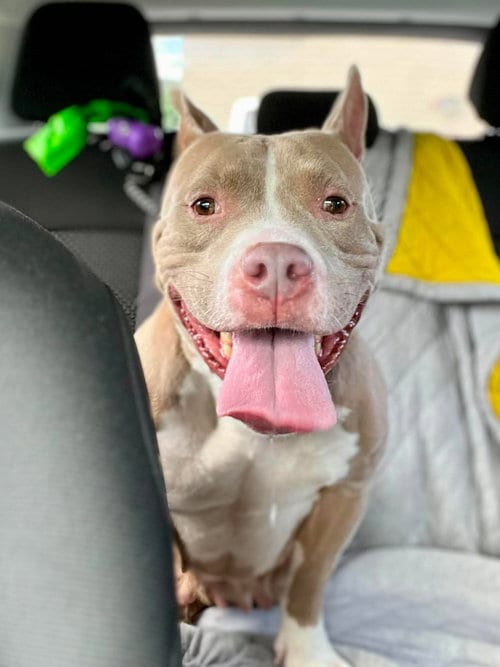 Photo of Jolene (fka Sugar), adoptable Pit Bull Terrier in Rockville, Maryland