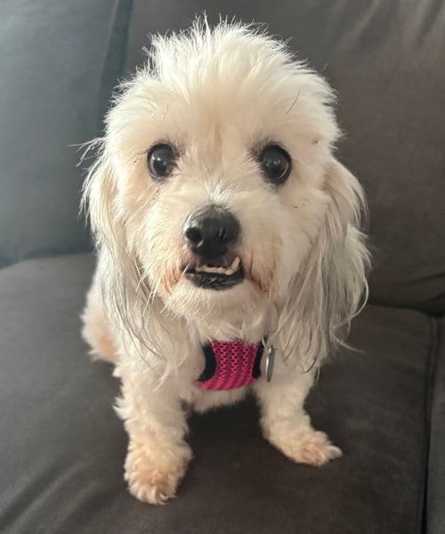 Photo of Cereza (Cherry), adoptable Shih Tzu in San Diego, California