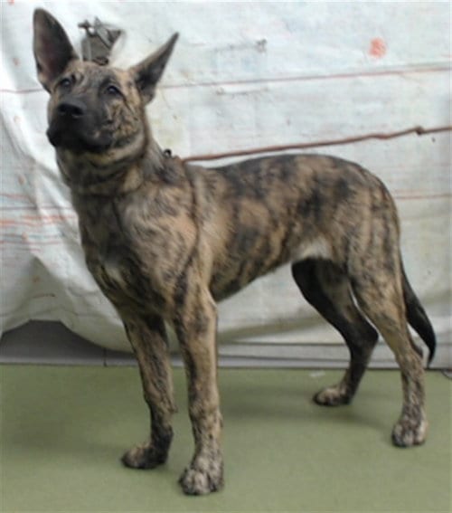 Photo of Myra, adoptable Dutch Shepherd in San Bernardino, California