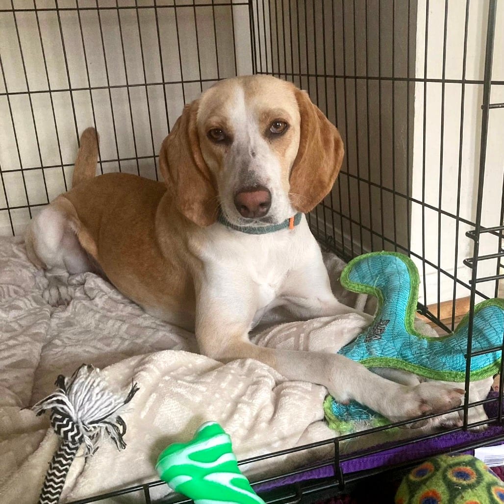 Photo of Kora, adoptable Hound / Mixed Breed (Medium) in Gainesville, Florida