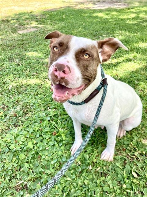 Photo of Chevy, adoptable American Pit Bull Terrier in Albuquerque, New Mexico
