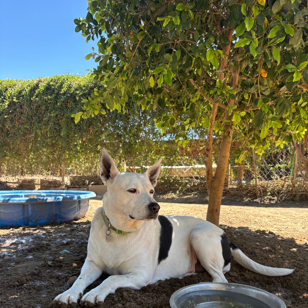 Photo of Madeline, adoptable Cattle Dog / Mixed Breed (Large) in Riverside, California