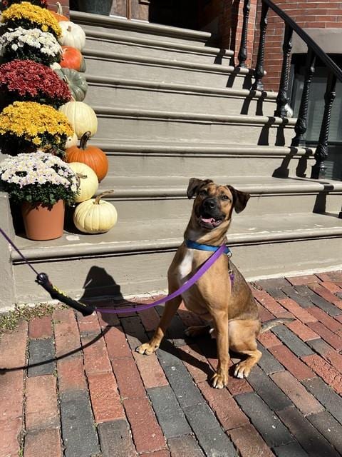 Photo of Lionel, adoptable Carolina Dog in Boston, Massachusetts