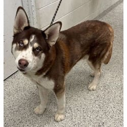 Photo of Alpha, adoptable Husky in Kansas City, Missouri