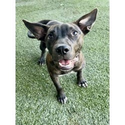Photo of Charlie, adoptable Terrier (Unknown Type, Medium) in Doral, Florida