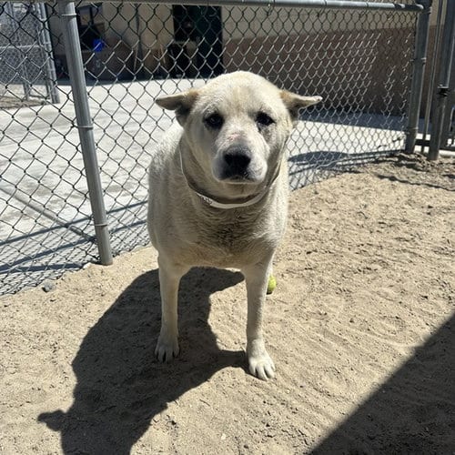 Photo of Hinata, adoptable Siberian Husky in Thousand Palms, California