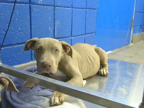Photo of Mary, adoptable American Pit Bull Terrier in Albuquerque, New Mexico