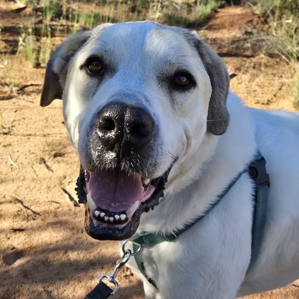 Photo of Stewie, adoptable Pyrenees, Great / Terrier, American Pit Bull in Kanab, Utah