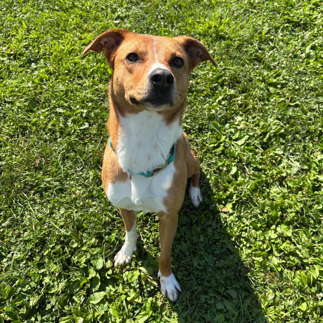 Photo of Mazie, adoptable Terrier / Mix in Marshalltown, Iowa