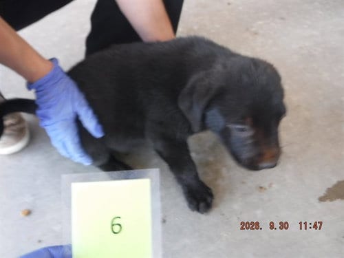 Photo of Onyx, adoptable Labrador Retriever in Oroville, California