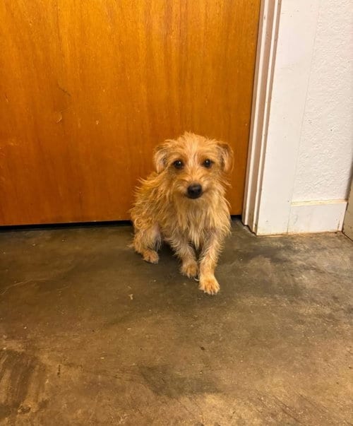 Photo of SPONSOR ME - Willy, adoptable Dachshund in Grafton, Wisconsin
