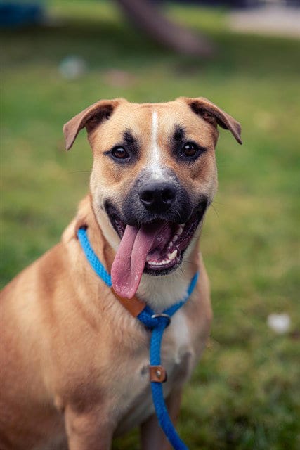 Photo of Curly Fry, adoptable Pit Bull Terrier in San Jose, California