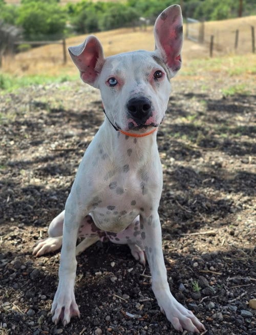 Photo of Freya, adoptable Pit Bull Terrier in Sedalia, Colorado