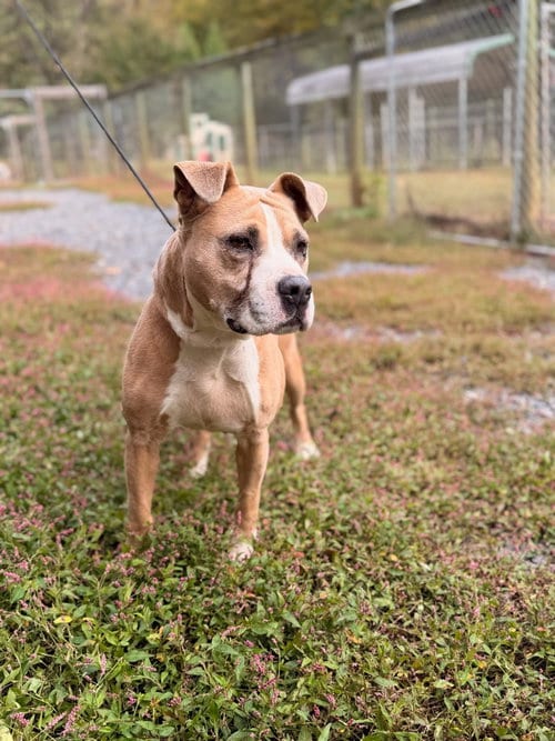 Photo of Sunshine, adoptable American Staffordshire Terrier in Lovingston, Virginia