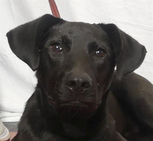Photo of Buzz, adoptable Labrador Retriever in Ukiah, California