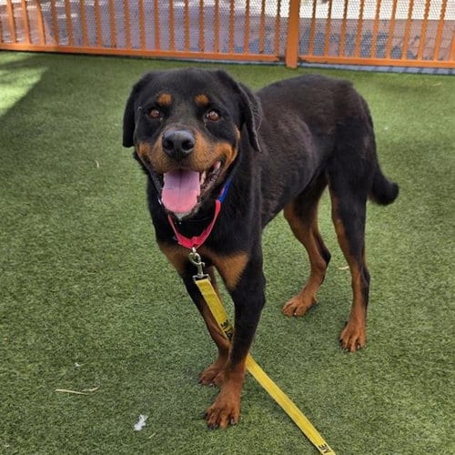 Photo of Big G, adoptable Rottweiler in Las Vegas, Nevada