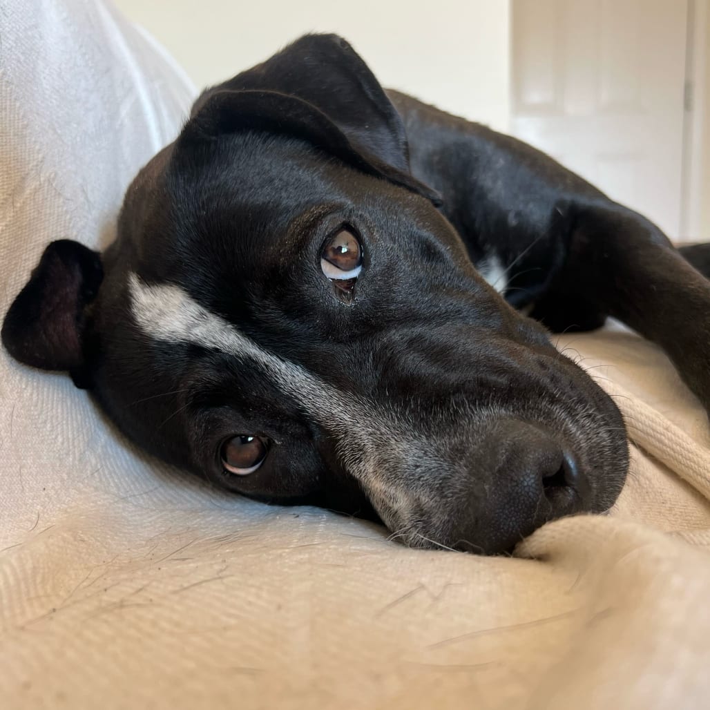 Photo of Snoopy, adoptable Terrier, American Pit Bull in Fairfax Station, Virginia