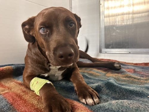 Photo of Cafecito, adoptable Labrador Retriever in San Bernardino, California