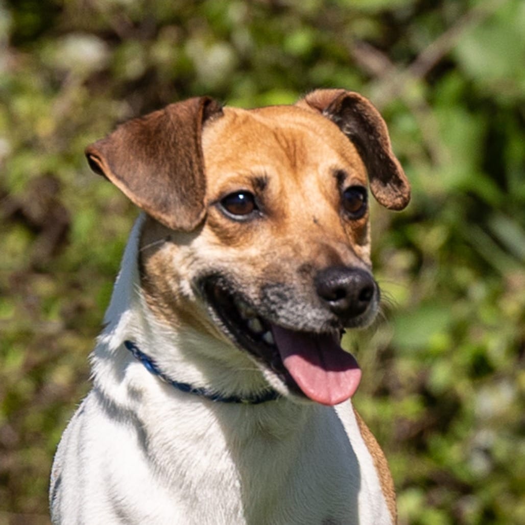 Photo of Benson, adoptable Terrier, Jack Russell in Council Bluffs, Iowa