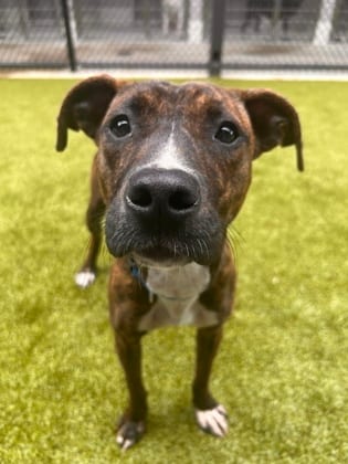 Photo of Amelia, adoptable dog in Atlanta, Georgia