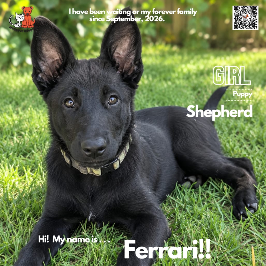 Photo of Ferrari, adoptable Shepherd, German / Shepherd in Westminster, California