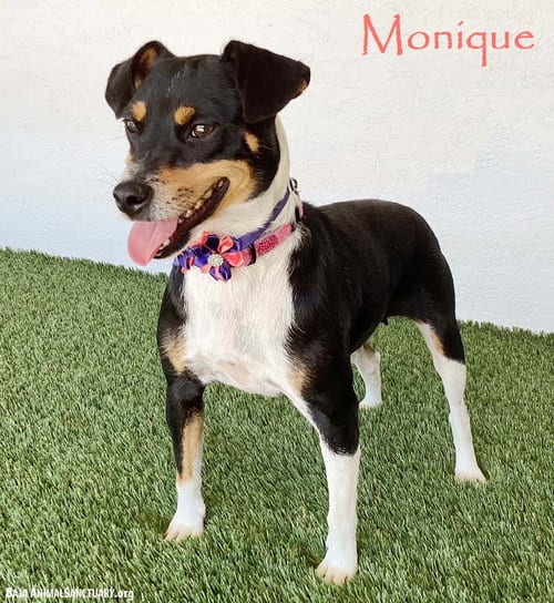 Photo of Monique, adoptable Rat Terrier in San Diego, California