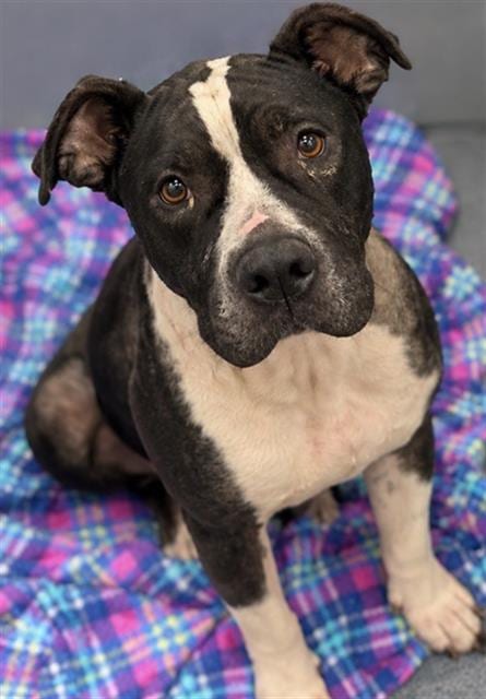 Photo of Lillibet, adoptable Pit Bull Terrier