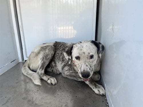 Photo of Remi, adoptable Great Pyrenees in Modesto, California