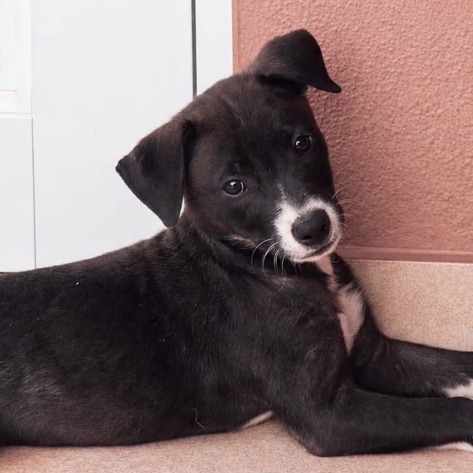 Photo of Lola, adoptable Retriever, Labrador / Mix in Jefferson, New Jersey
