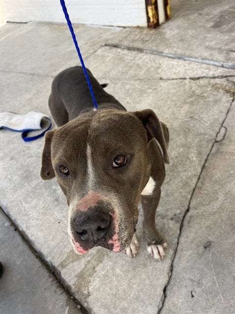 Photo of Rubble, adoptable American Bulldog in Miami, Florida