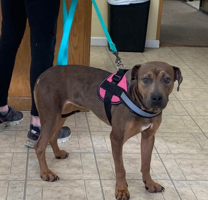 Photo of Reeses, adoptable American Pit Bull Terrier in Kempner, Texas