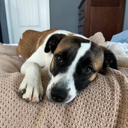 Photo of Basil, adoptable Mixed Breed (Medium) in Frederick, Maryland