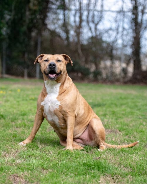 Photo of Kelly, adoptable American Bulldog in Locust Grove, Georgia