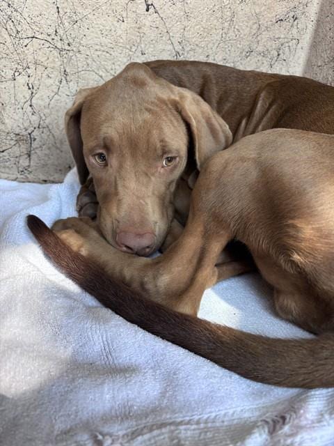Photo of A480964, adoptable Great Dane in Oklahoma City, Oklahoma