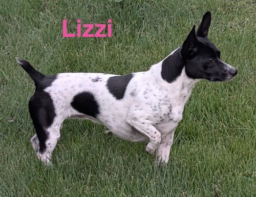 Photo of Lizzi, adoptable Terrier in Topeka, Kansas