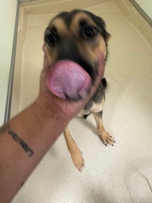Photo of Scallop, adoptable Shepherd/Mix in Raeford, North Carolina