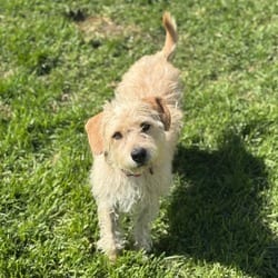 Photo of Jolly, adoptable Terrier (Unknown Type, Medium) Mixed Breed (Small) in Santa Maria, California