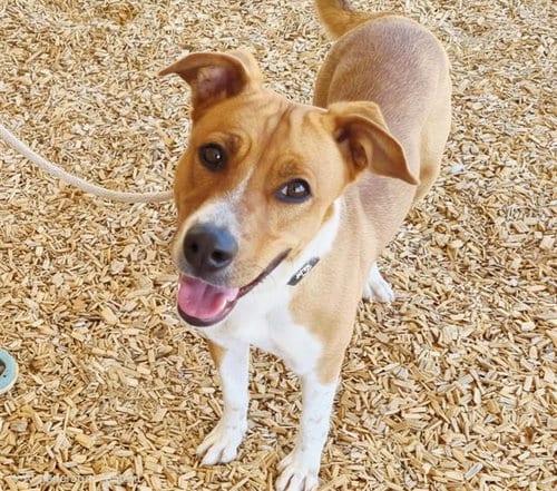 Photo of Daisy, adoptable German Shepherd Dog in Albuquerque, New Mexico