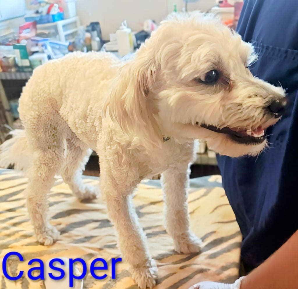 Photo of Casper, adoptable Miniature Poodle in Mena, Arkansas