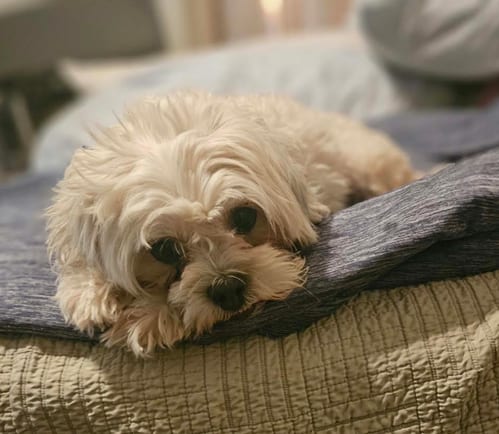 Photo of Camilla in TX, adoptable Maltese in Cranston, Rhode Island