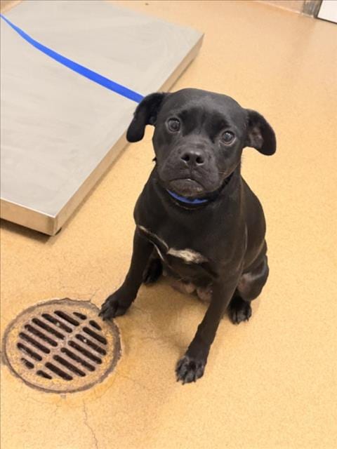 Photo of Saturn, adoptable Pit Bull Terrier in Hayward, California