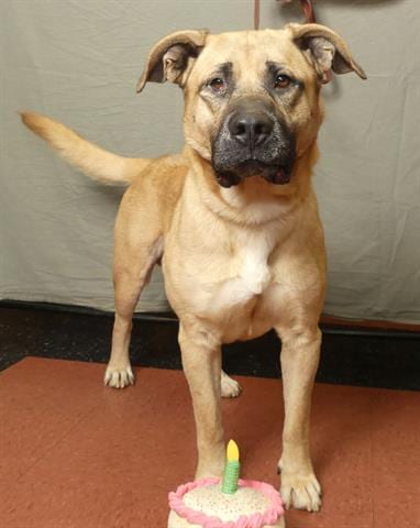 Photo of Dallas, adoptable German Shepherd Dog in Ukiah, California