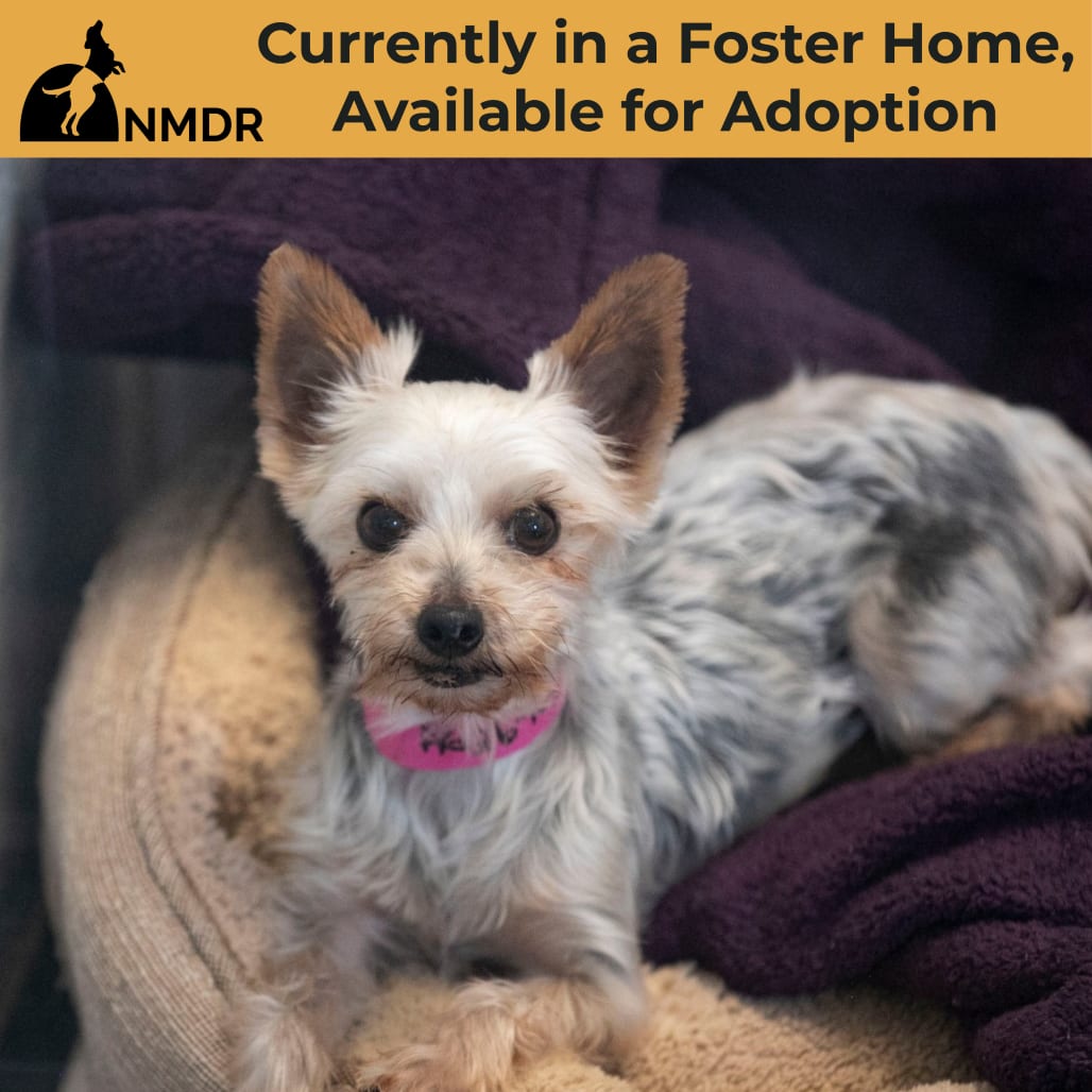 Photo of Sandra (AG26-105), adoptable Terrier, Yorkshire, Yorkie in Colorado Springs, Colorado