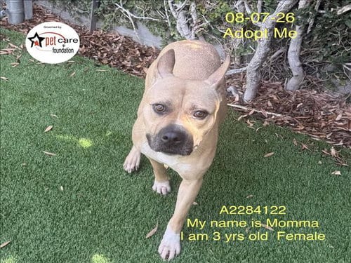 Photo of Momma, adoptable Pit Bull Terrier in Los Angeles, California