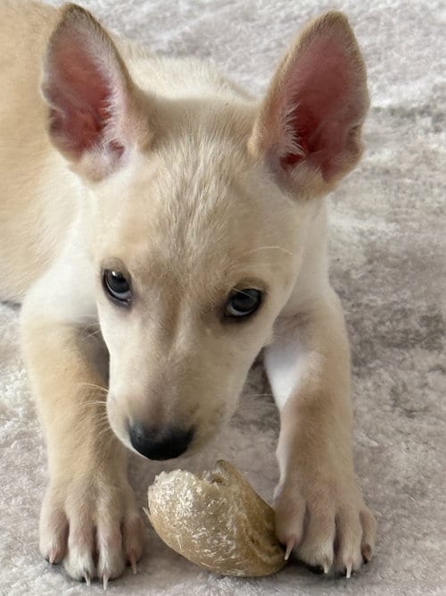 Photo of Snow, adoptable Fox Terrier in The Woodlands, Texas