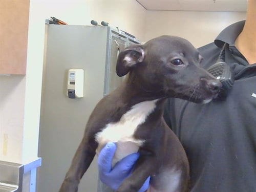 Photo of Hydrangea, adoptable Rat Terrier in Sacramento, California